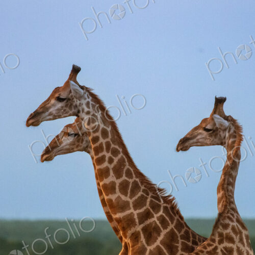 A giraffe trio, Giraffa, standing together, side profile. A giraffe trio, Giraffa, standing together, side profile.