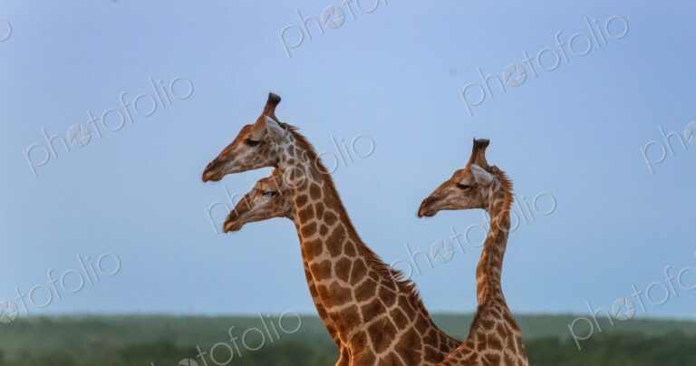 A giraffe trio, Giraffa, standing together, side profile.