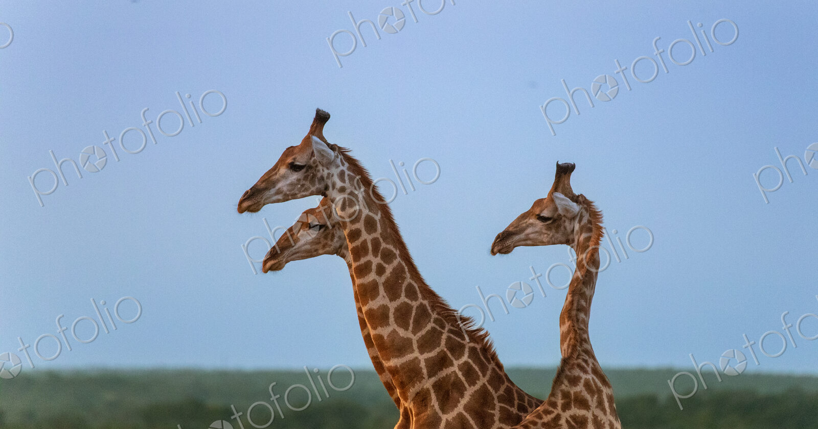 A giraffe trio, Giraffa, standing together, side profile.