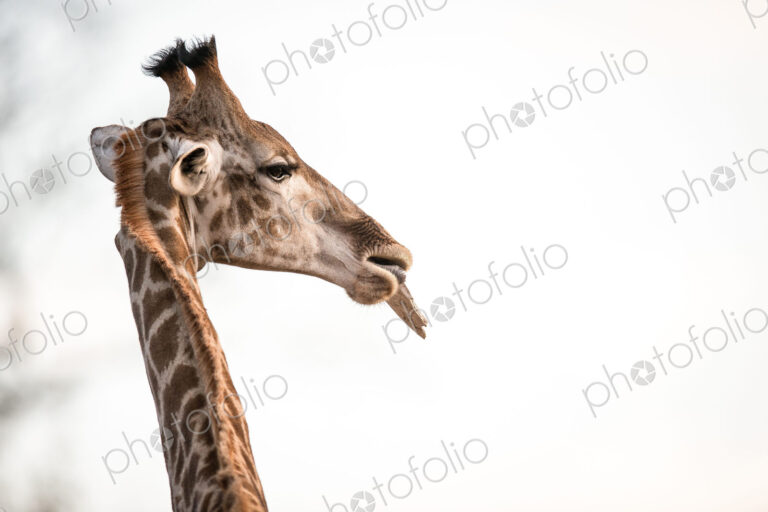 A giraffe's head, Giraffa camelopardalis, chewing, ears back.