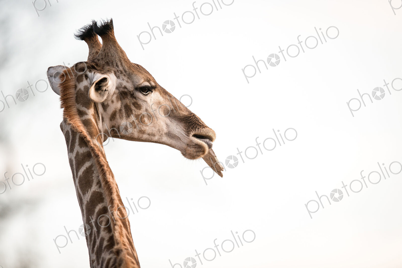 A giraffe’s head, Giraffa camelopardalis, chewing, ears back.