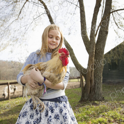 A girl holding a large chicken in an animal enclosure at an animal sanctuary. A girl holding a large chicken in an animal enclosure at an animal sanctuary.