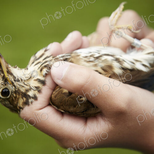 A girl holding a wild bird carefully in her hands.