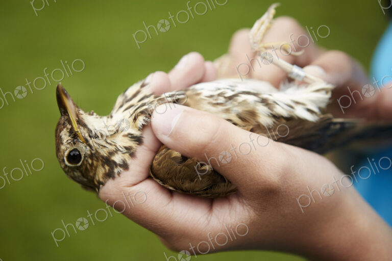 A girl holding a wild bird carefully in her hands.