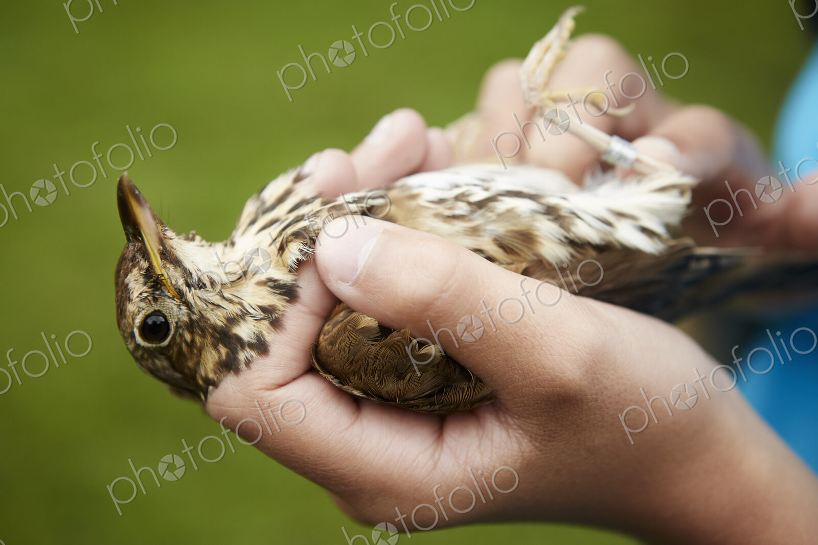 A girl holding a wild bird carefully in her hands.