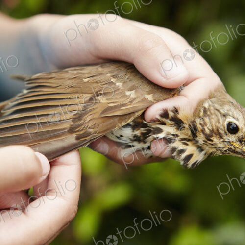 A girl holding a wild bird carefully in her hands checking the wing.