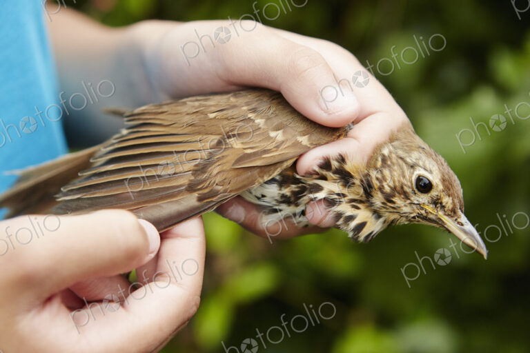 A girl holding a wild bird carefully in her hands checking the wing.