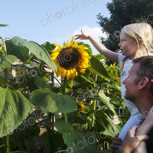 A girl seated on her father's shoulders, reaching to touch a sunflower in full bloom. A girl seated on her father's shoulders, reaching to touch a sunflower in full bloom.