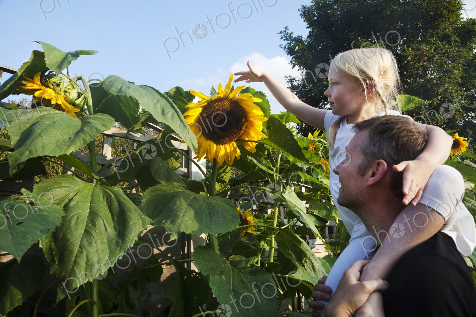 A girl seated on her father’s shoulders, reaching to touch a sunflower in full bloom.