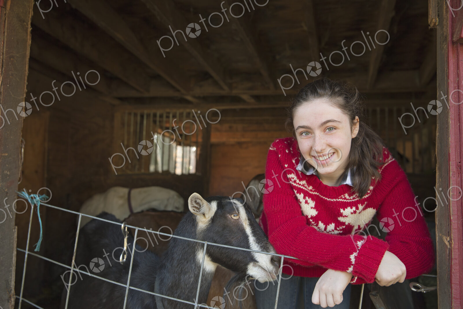 A goat farm. A young girl leaning on the barrier of the goat shed, with a group of…