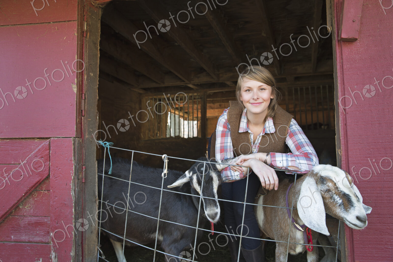 A goat farm. A young girl leaning on the barrier of the goat shed, with two animals…
