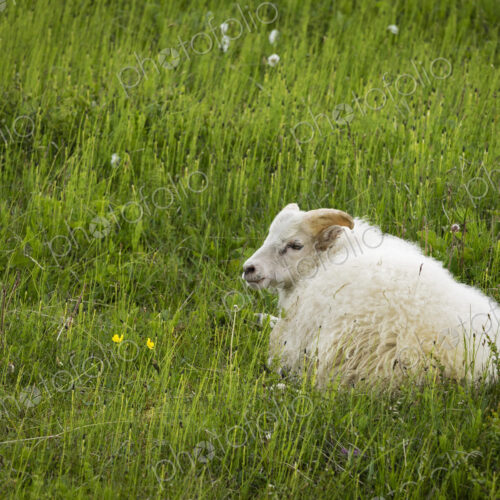 A goat resting in the long grass. A goat resting in the long grass.