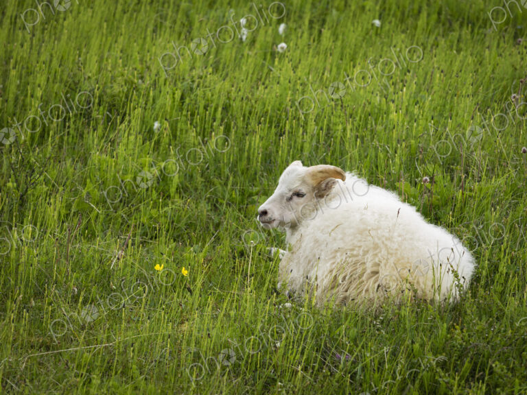 A goat resting in the long grass.