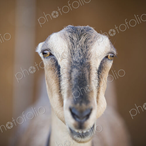 A goat staring through the bars of a stall in a barn.
