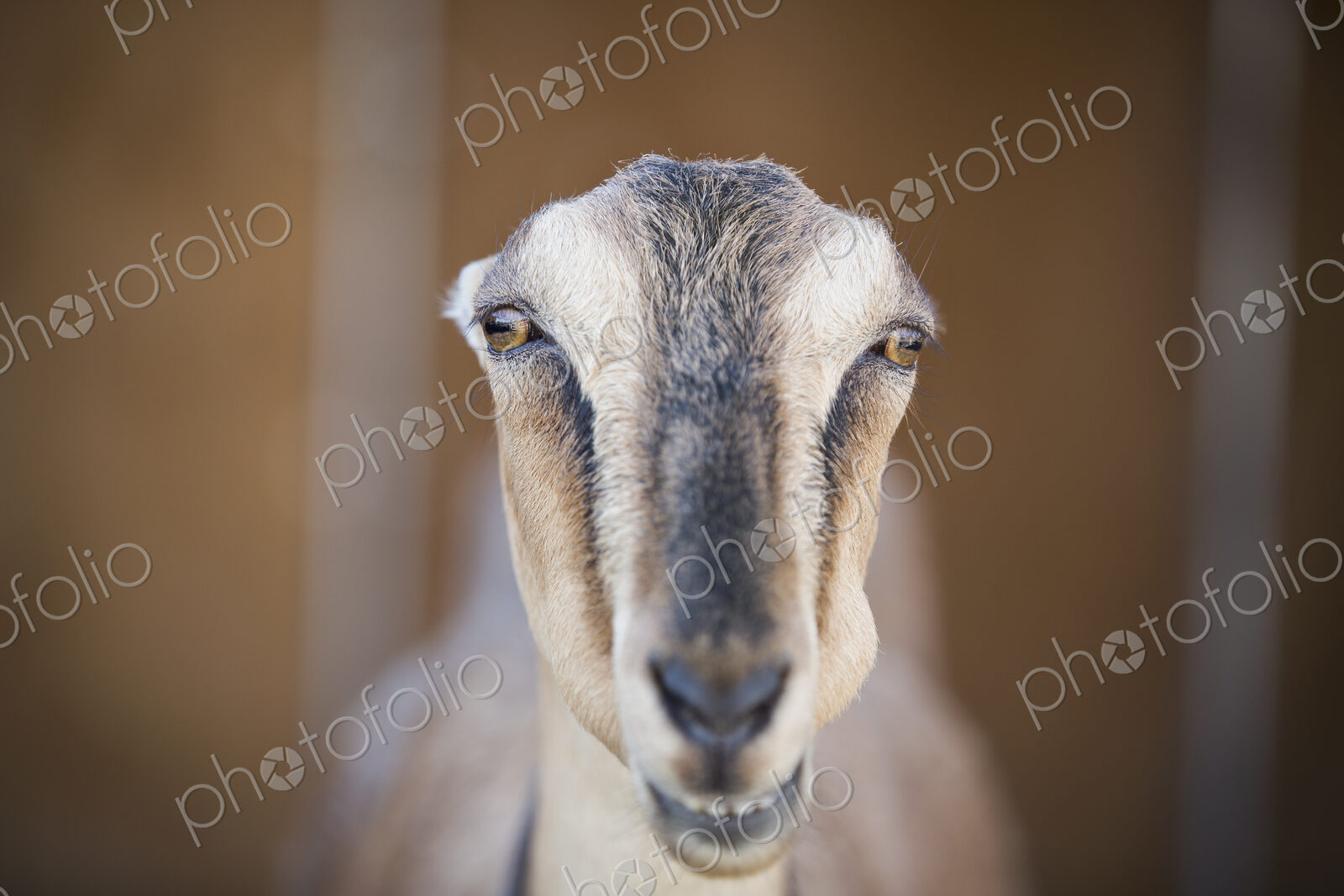 A goat staring through the bars of a stall in a barn.