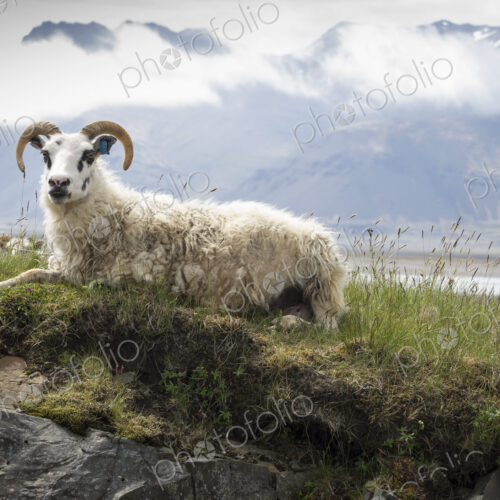 A goat with large horns resting on a rocky outcrop. A goat with large horns resting on a rocky outcrop.