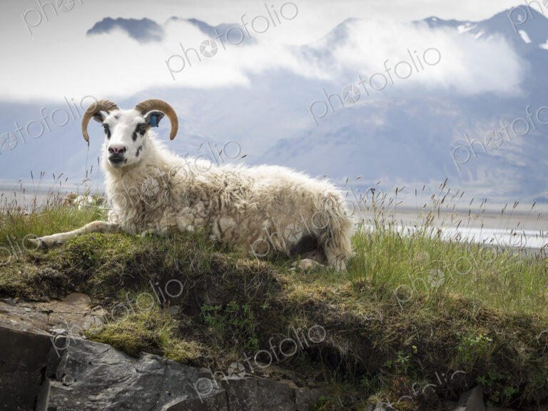 A goat with large horns resting on a rocky outcrop.