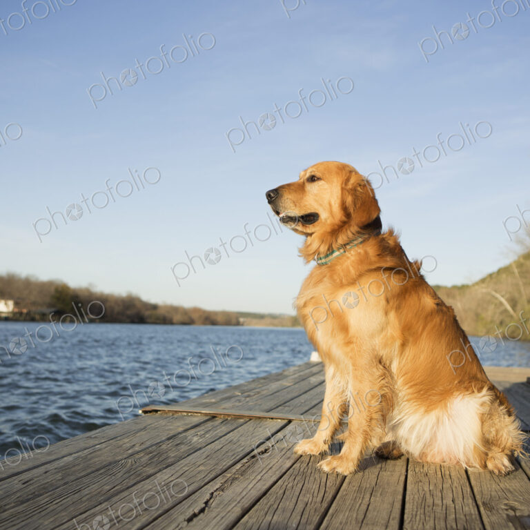 A golden retriever dog sitting on a jetty by water.