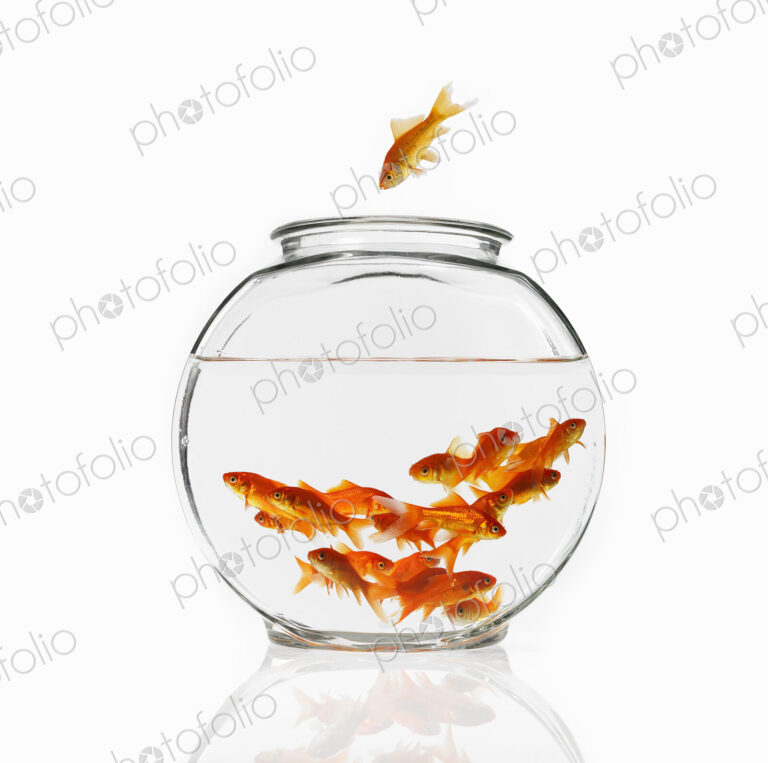 A goldfish in mid air diving into a glass bowl to join a group of fish in the water.