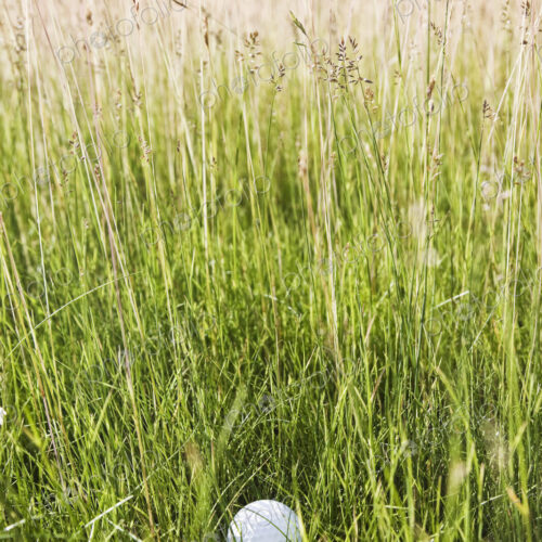 A golf ball sitting in heavy rough on a golf course. A golf ball sitting in heavy rough on a golf course.