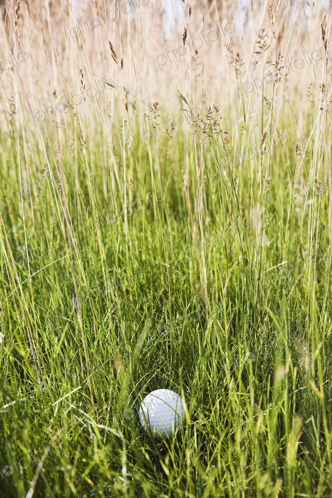 A golf ball sitting in heavy rough on a golf course.