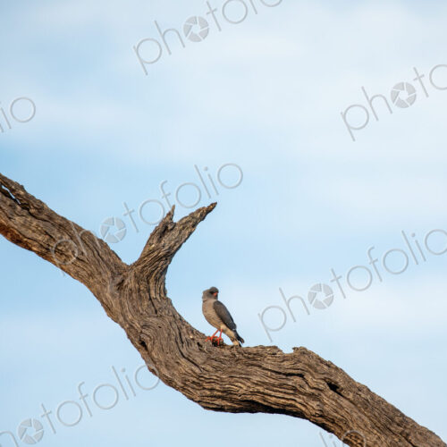 A goshawk, Micronisus gabar, perched on a leadwood.