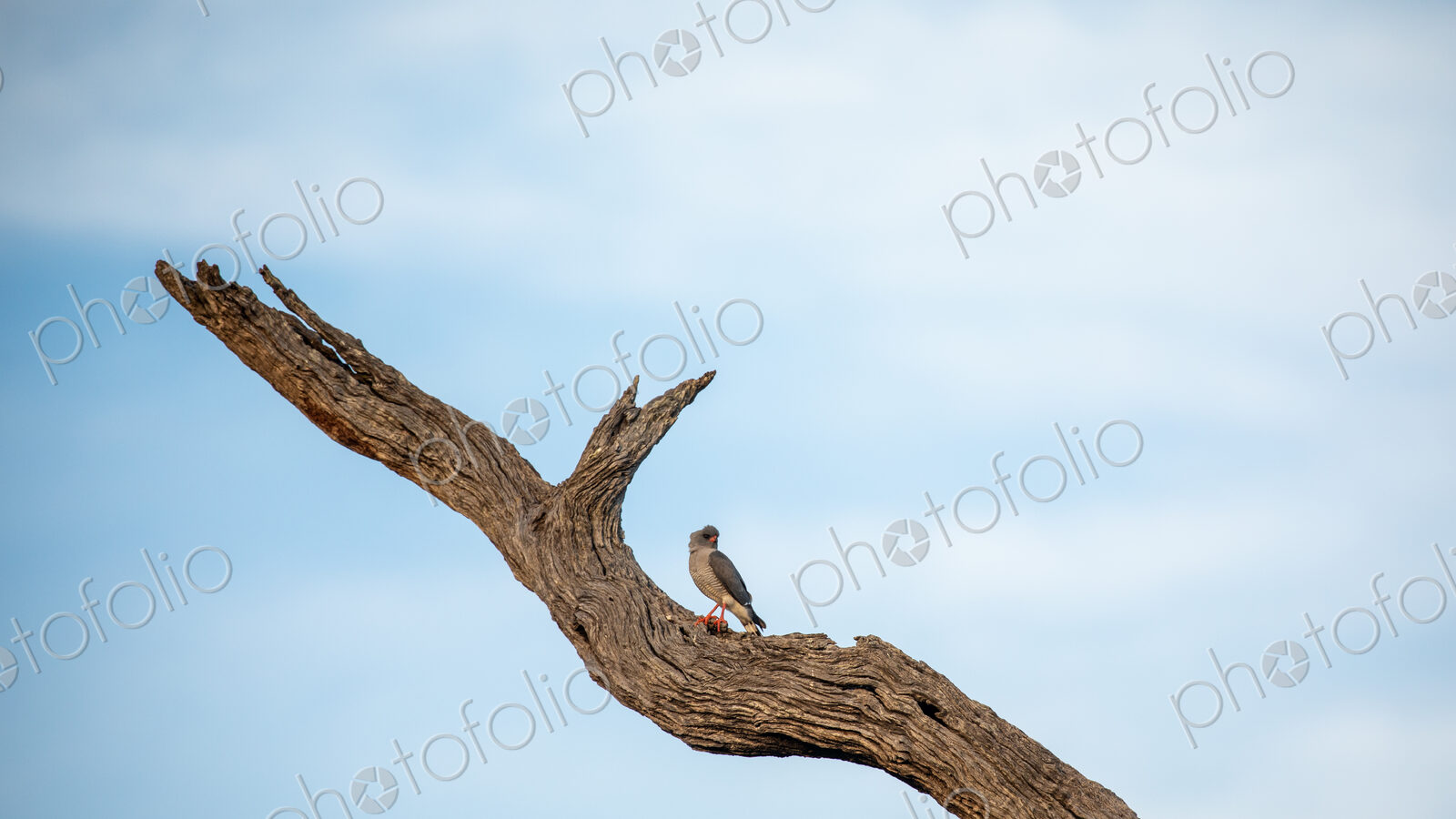 A goshawk, Micronisus gabar, perched on a leadwood.