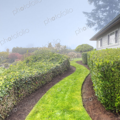 A grass path in a garden between hedges on a misty morning. A grass path in a garden between hedges on a misty morning.