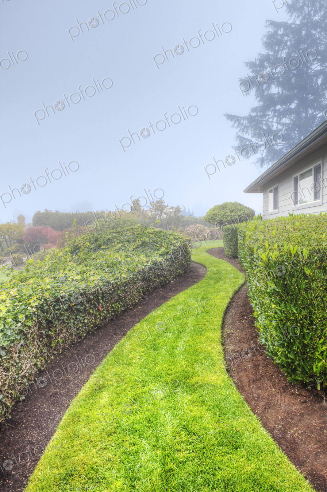 A grass path in a garden between hedges on a misty morning.