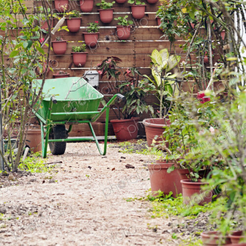 A gravel path in a garden with wheelbarrow and fruit and vegetables growing.