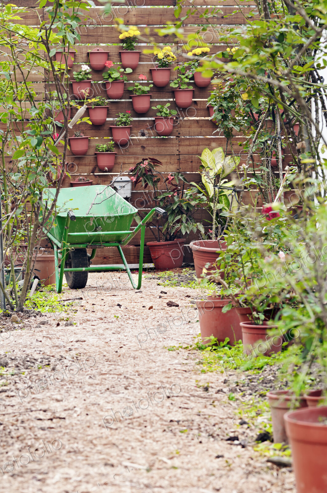 A gravel path in a garden with wheelbarrow and fruit and vegetables growing.