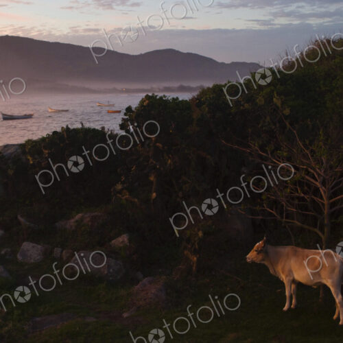 A grazing cow in the fishing village of Armacao in Florianopolis, Brazil at sunset. A grazing cow in the fishing village of Armacao in Florianopolis, Brazil at sunset.