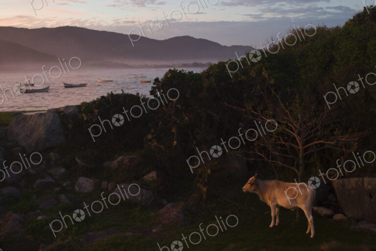 A grazing cow in the fishing village of Armacao in Florianopolis, Brazil at sunset.