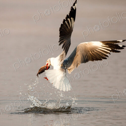 A grey-headed gull, Chroicocephalus cirrocephalus, in mid flight, catches fish, with… A grey-headed gull, Chroicocephalus cirrocephalus, in mid flight, catches fish, with…