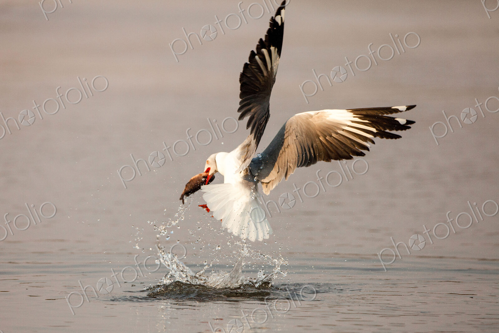 A grey-headed gull, Chroicocephalus cirrocephalus, in mid flight, catches fish, with…