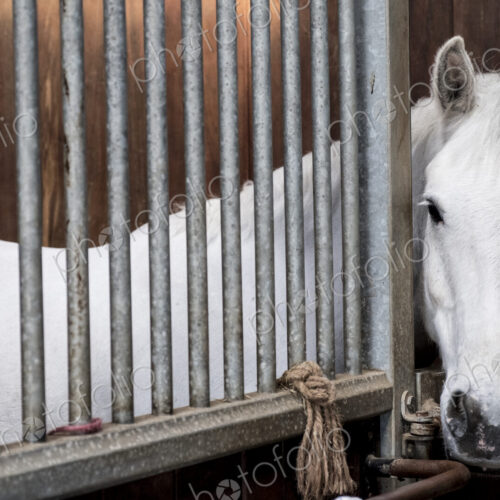 A grey horse looking out of its box at a stable. A grey horse looking out of its box at a stable.