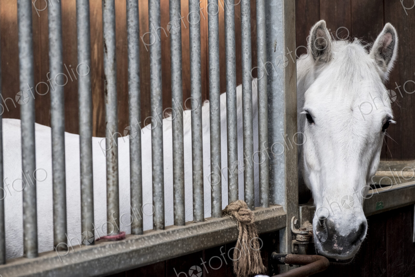 A grey horse looking out of its box at a stable.