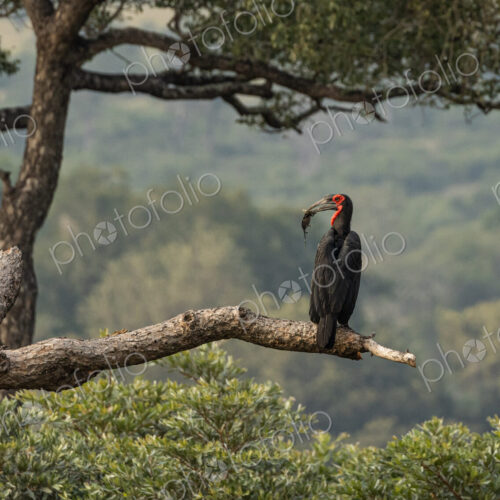 A ground hornbill, Bucorvus leadbeateri, perched in a tree, feeding on a chameleon. A ground hornbill, Bucorvus leadbeateri, perched in a tree, feeding on a chameleon.