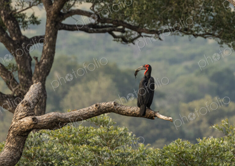 A ground hornbill, Bucorvus leadbeateri, perched in a tree, feeding on a chameleon.