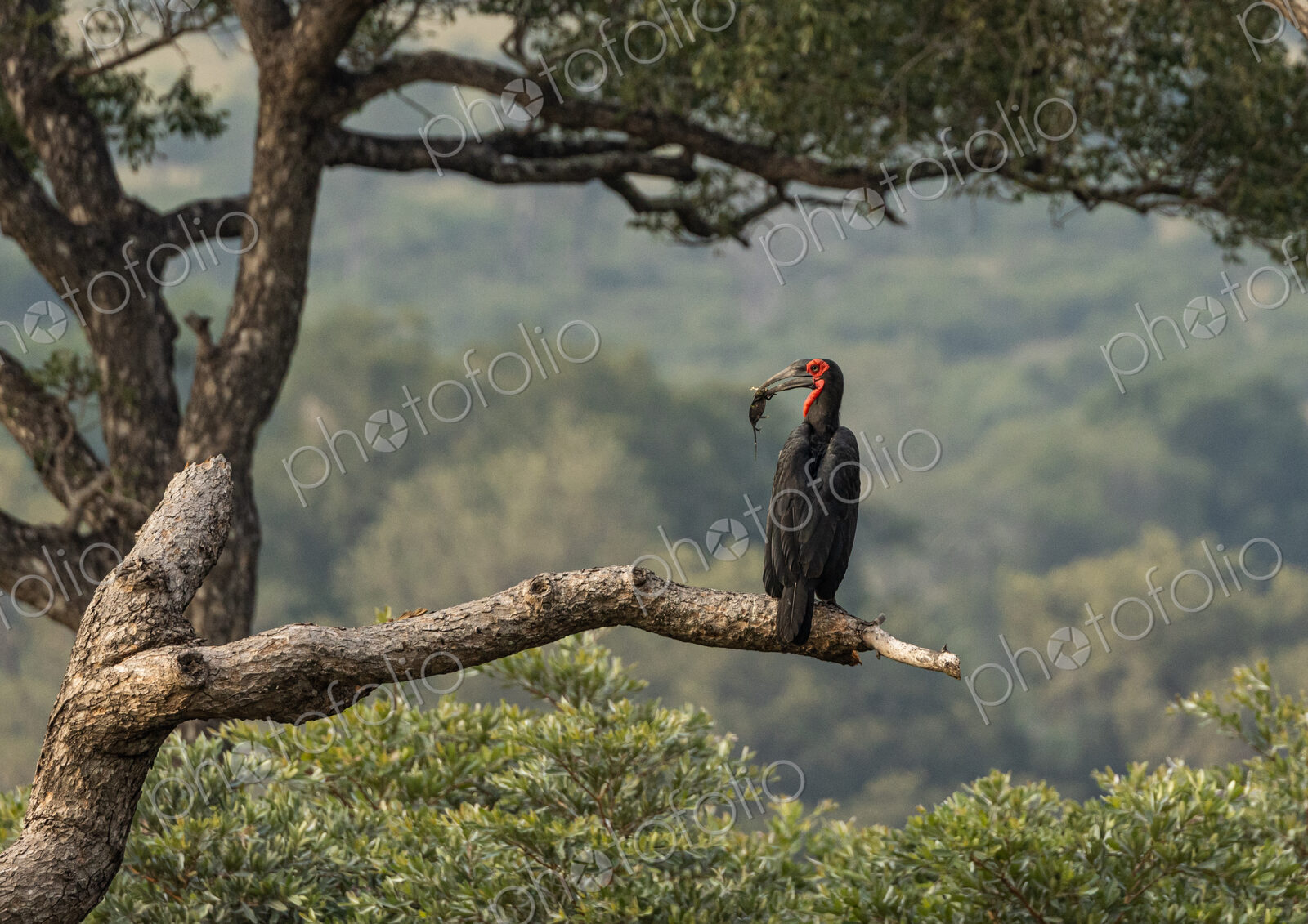 A ground hornbill, Bucorvus leadbeateri, perched in a tree, feeding on a chameleon.