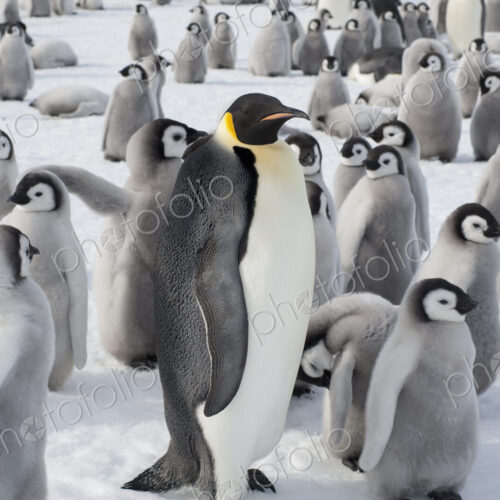 A group of Emperor penguins, one adult animal and a large group of penguin chicks. A… A group of Emperor penguins, one adult animal and a large group of penguin chicks. A…