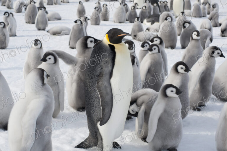 A group of Emperor penguins, one adult animal and a large group of penguin chicks. A…