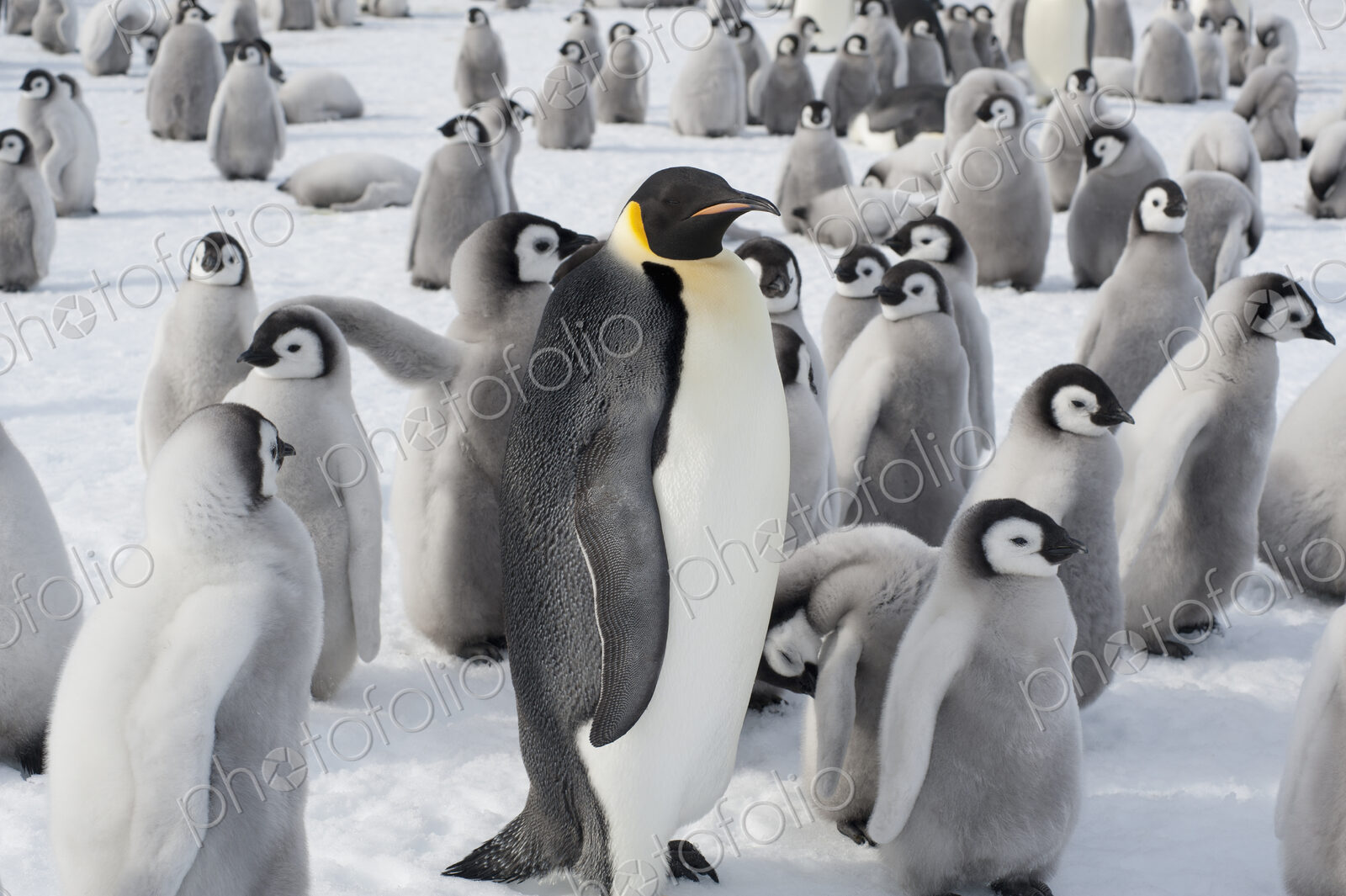 A group of Emperor penguins, one adult animal and a large group of penguin chicks. A…