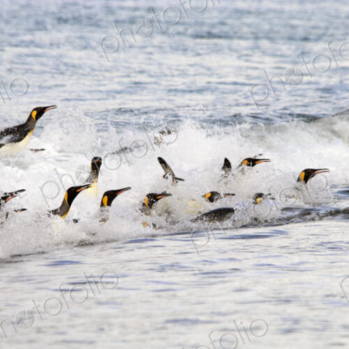 A group of King penguins, leaping and surfing on the waves on the shore of South…