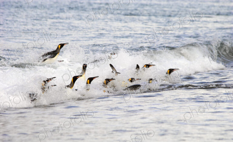 A group of King penguins, leaping and surfing on the waves on the shore of South…