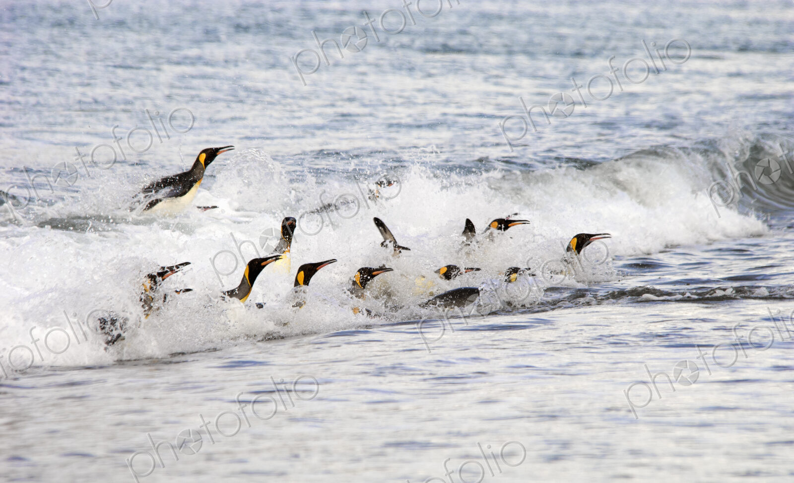 A group of King penguins, leaping and surfing on the waves on the shore of South…