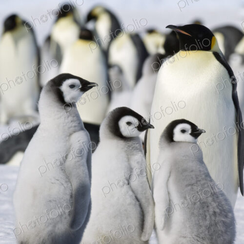 A group of emperor penguins standing on the ice on Snow Hill Island. A group of emperor penguins standing on the ice on Snow Hill Island.