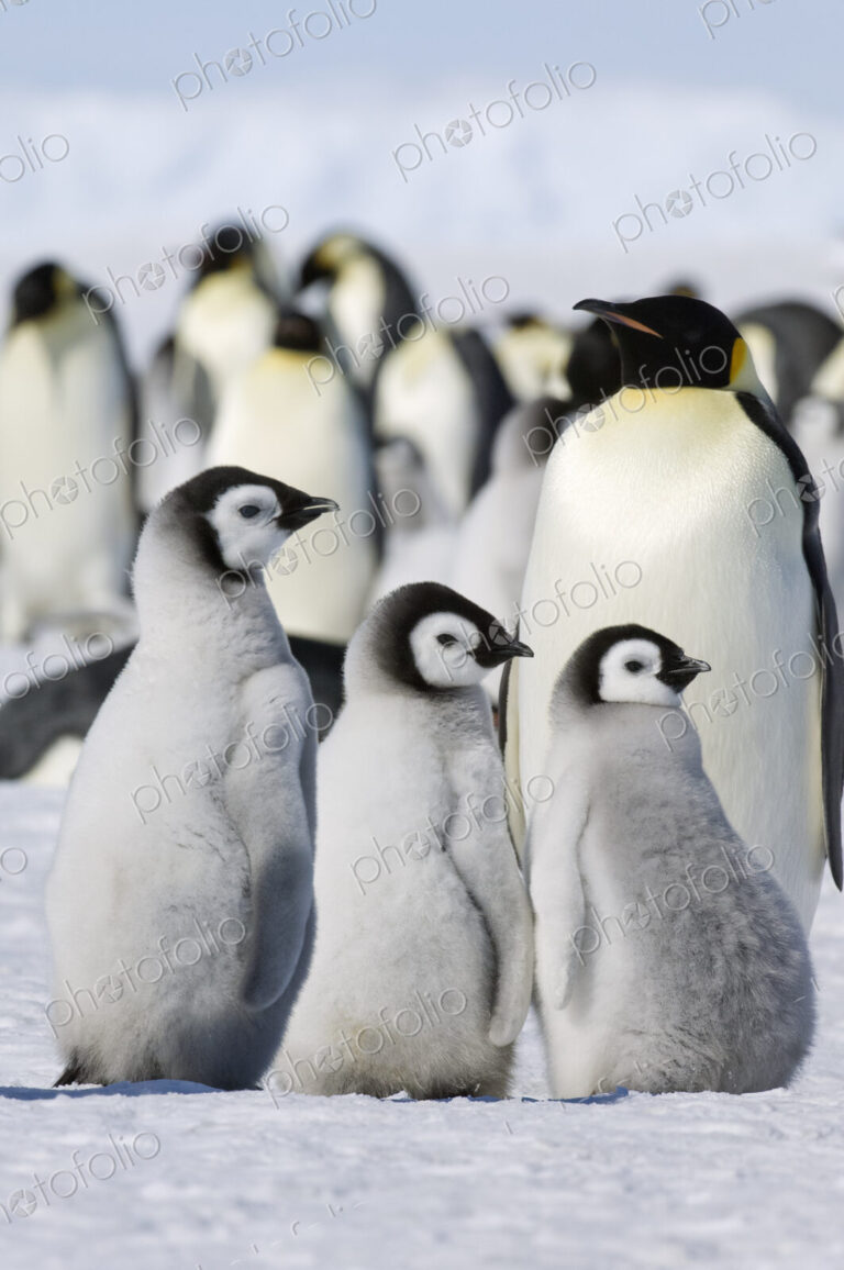 A group of emperor penguins standing on the ice on Snow Hill Island.