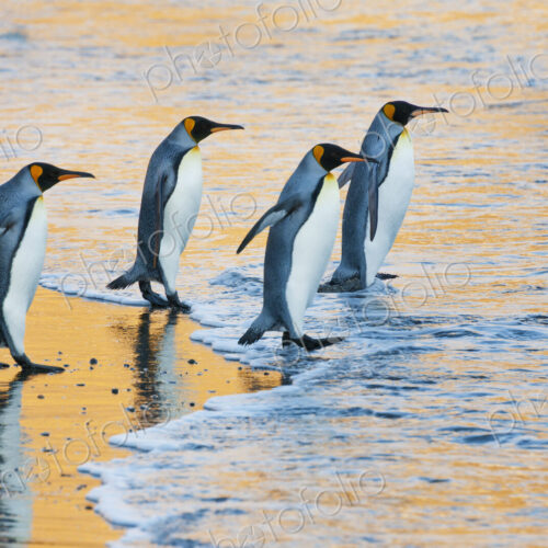 A group of four adult King penguins at the water's edge walking into the water, at… A group of four adult King penguins at the water's edge walking into the water, at…