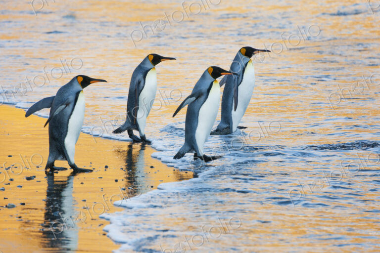 A group of four adult King penguins at the water's edge walking into the water, at…